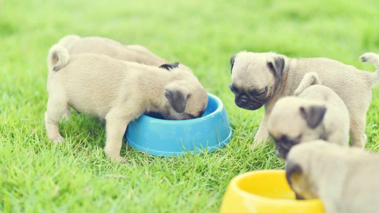 pug yavruları mama yiyor