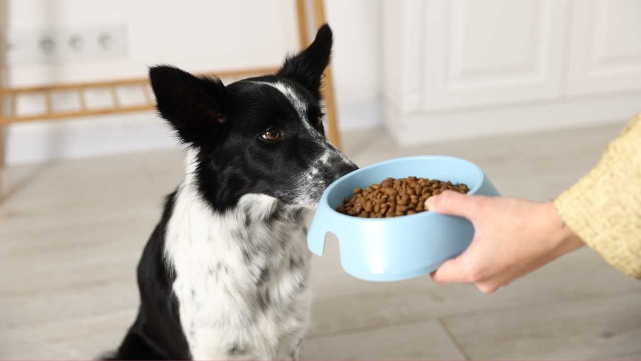 köpek mama kabına bakıyor