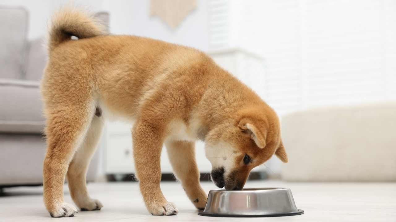 Evcil Köpek mama yiyor