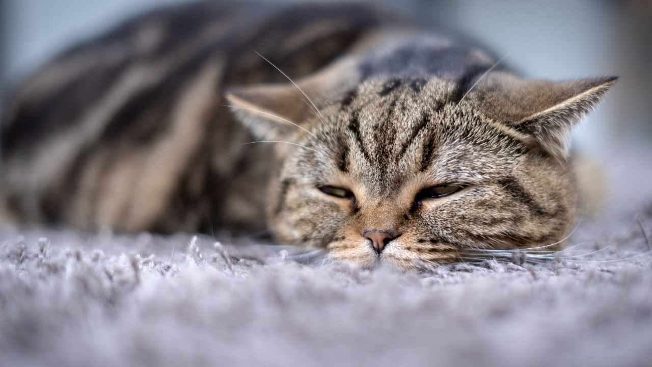 tekir kedi yerde yatıyor