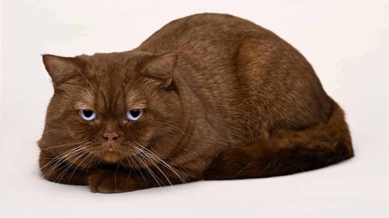 Kahverengi Kedi Rengi