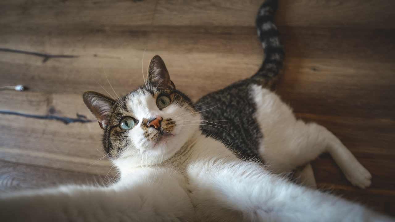 tekir kedi kameraya uzanıyor