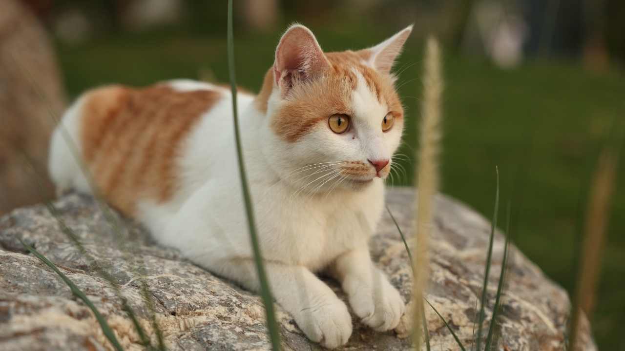 turuncu beyaz kedi oturuyor