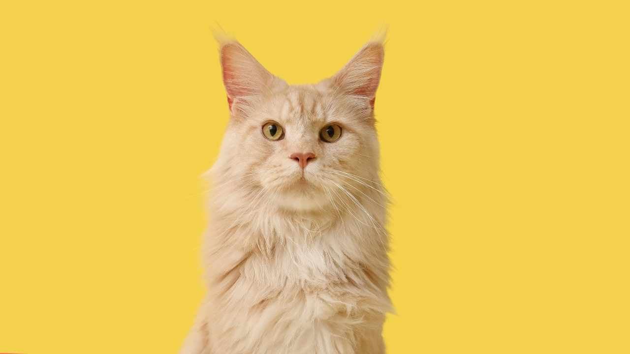 Sarı Kedi Rengi