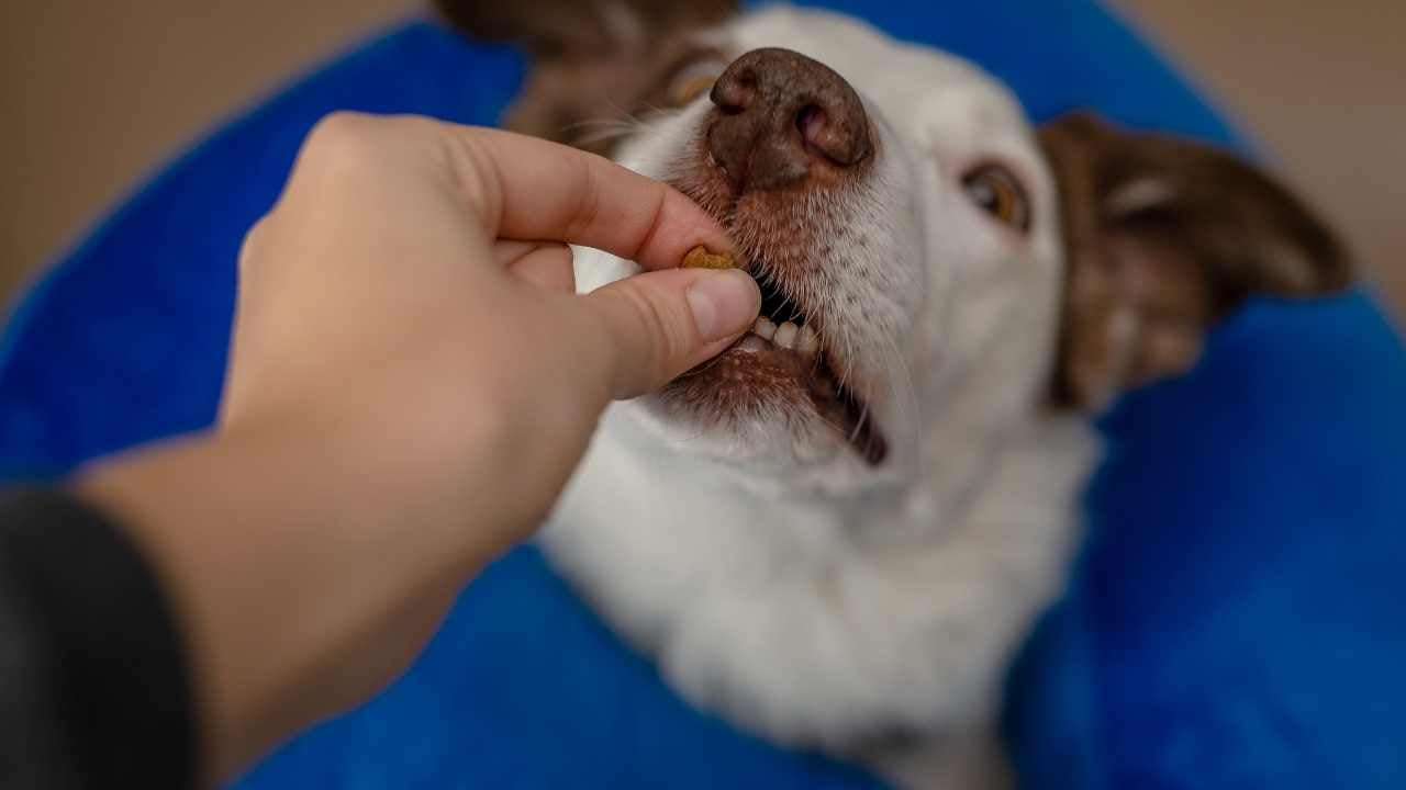 köpek ödül maması yiyor