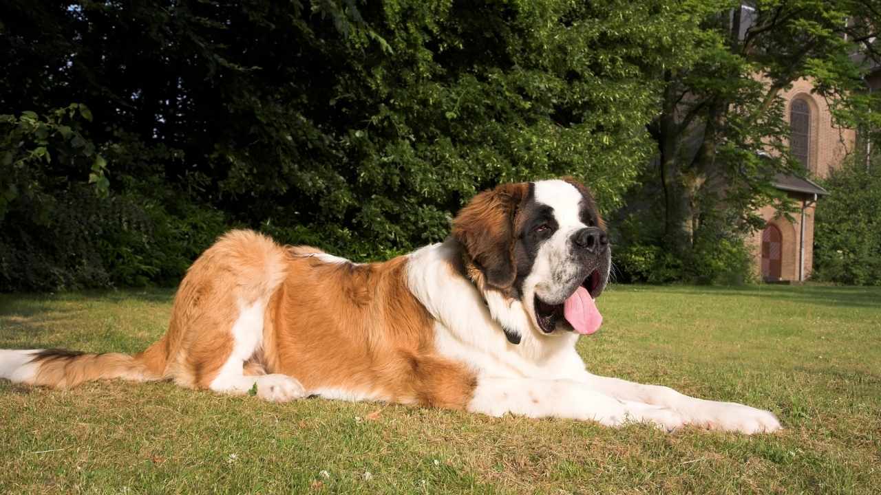 Saint Bernard dilini çıkarmış