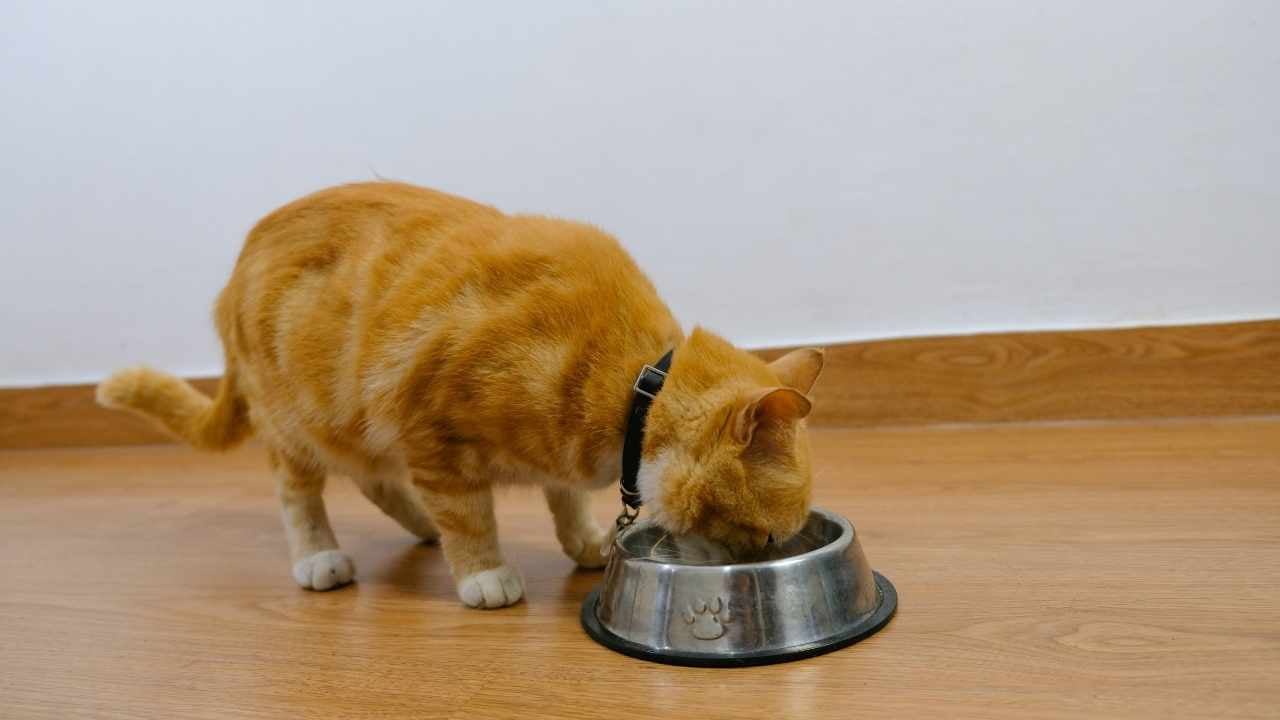 hamile kedi, kaptan mama yiyor