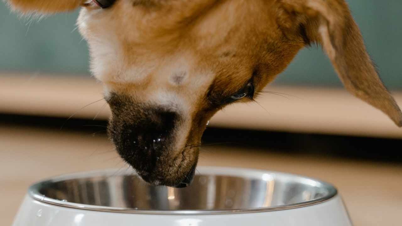 köpek mama kabına eğilmiş