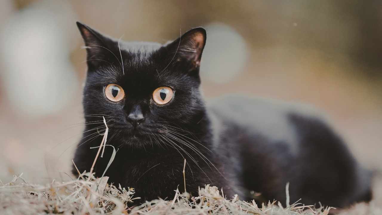 Siyah Kedi Rengi
