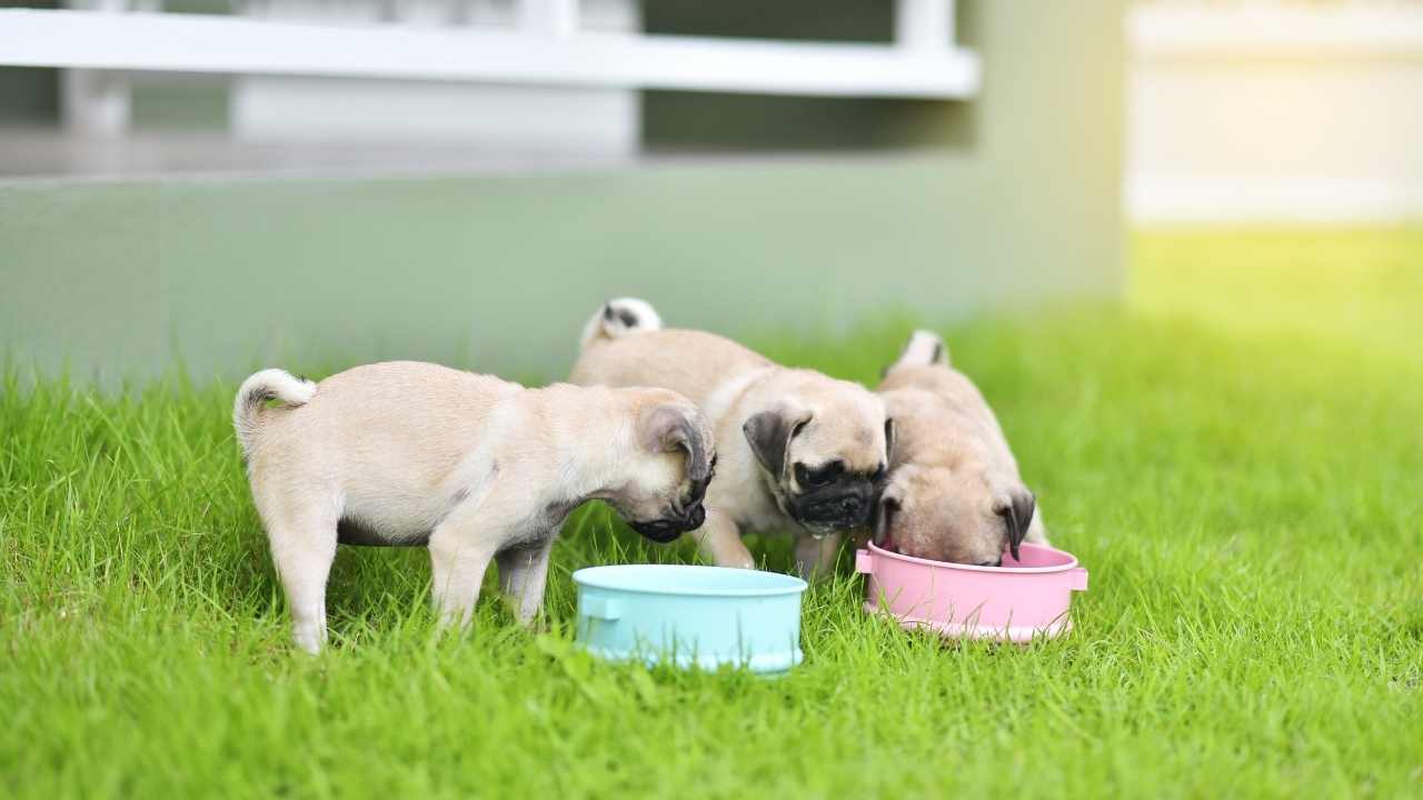pug yavruları yaş mama yiyor