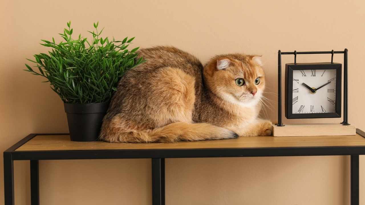 kedi rafta oturuyor