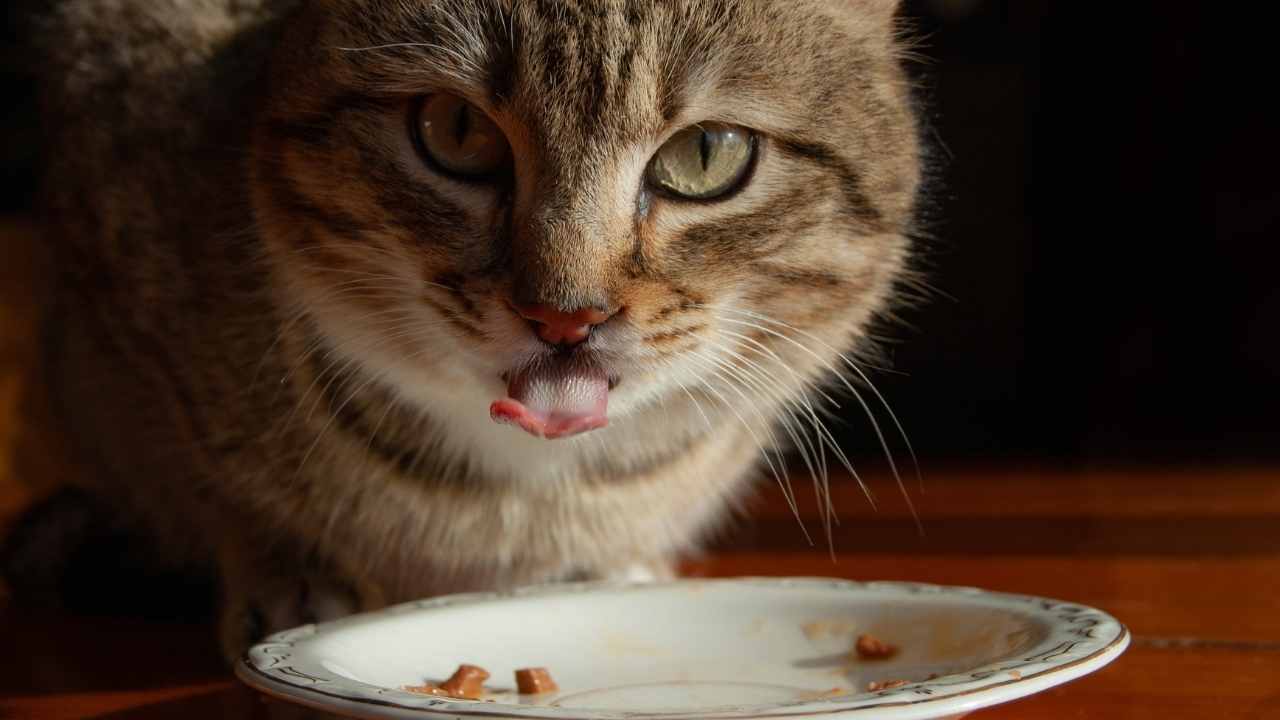kedi bir şeyler yiyor