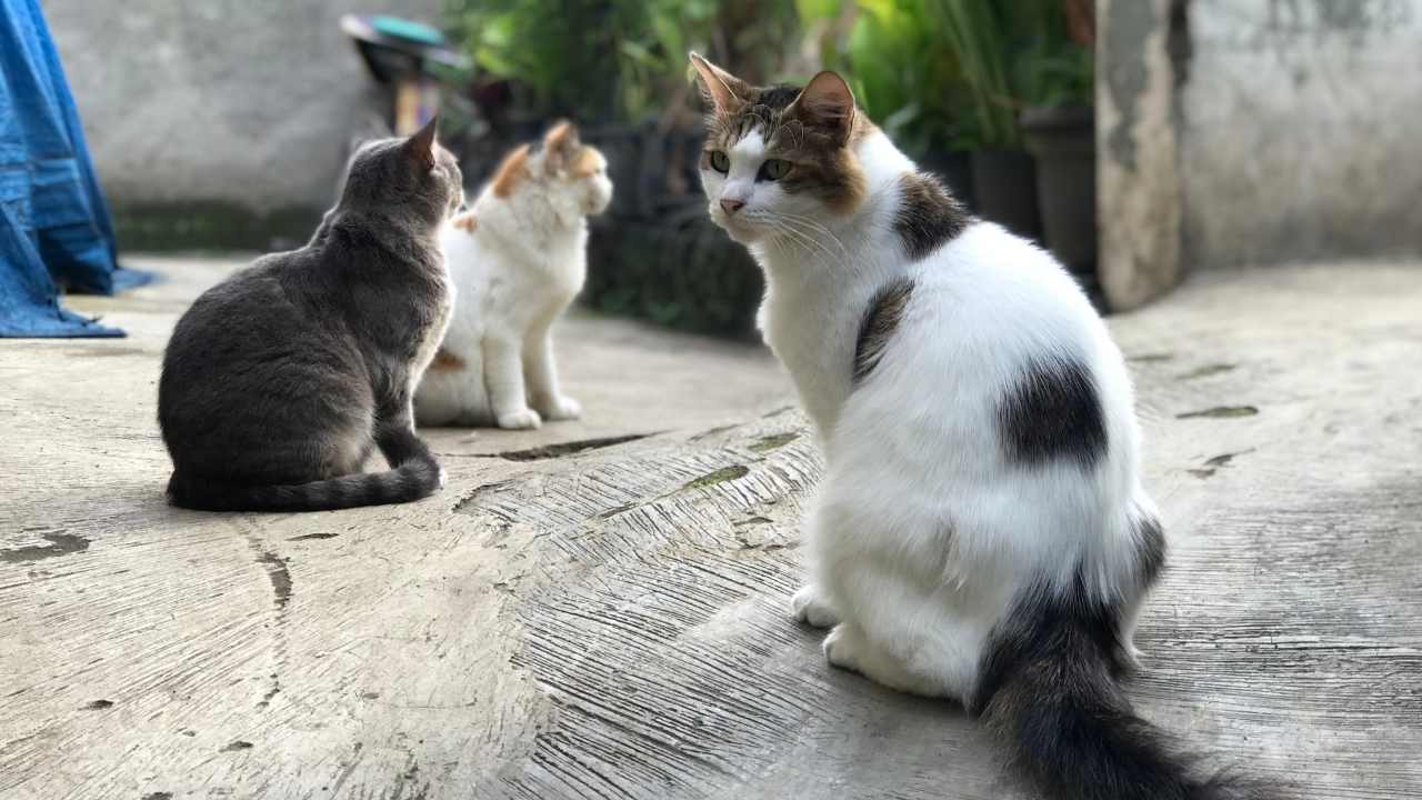çeşitli sokak kedileri