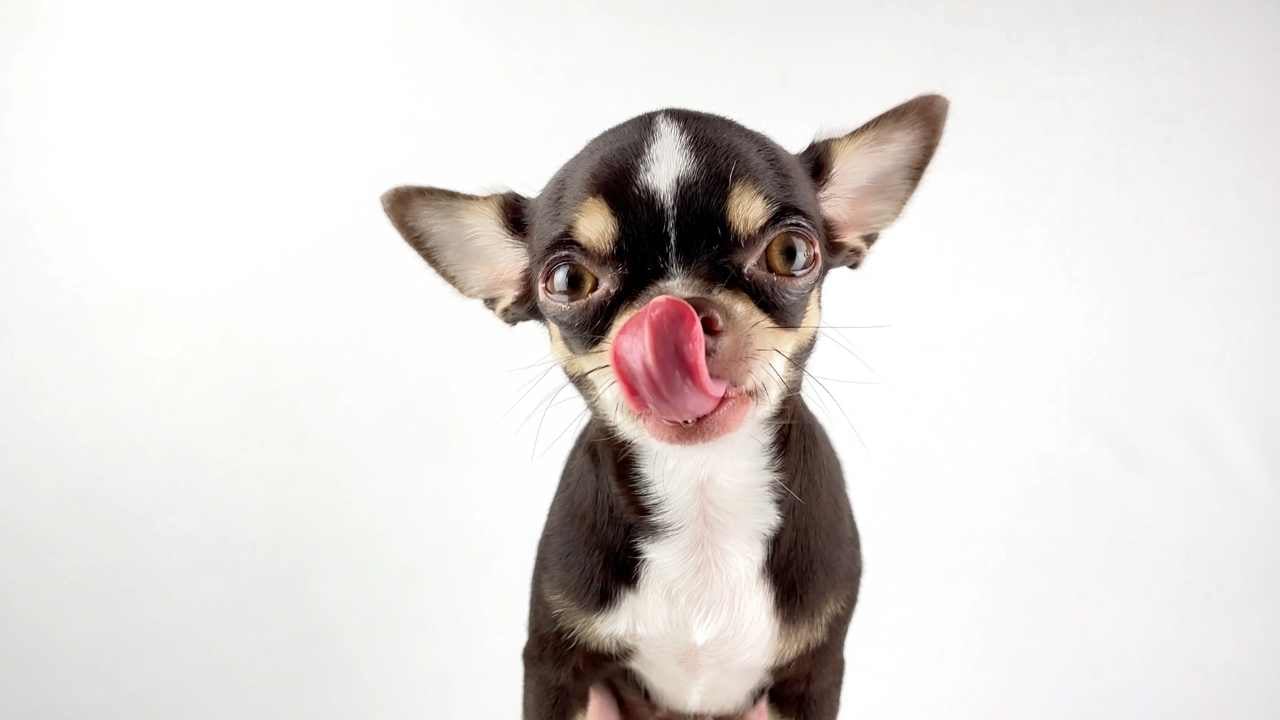 yalanan bir yavru köpek