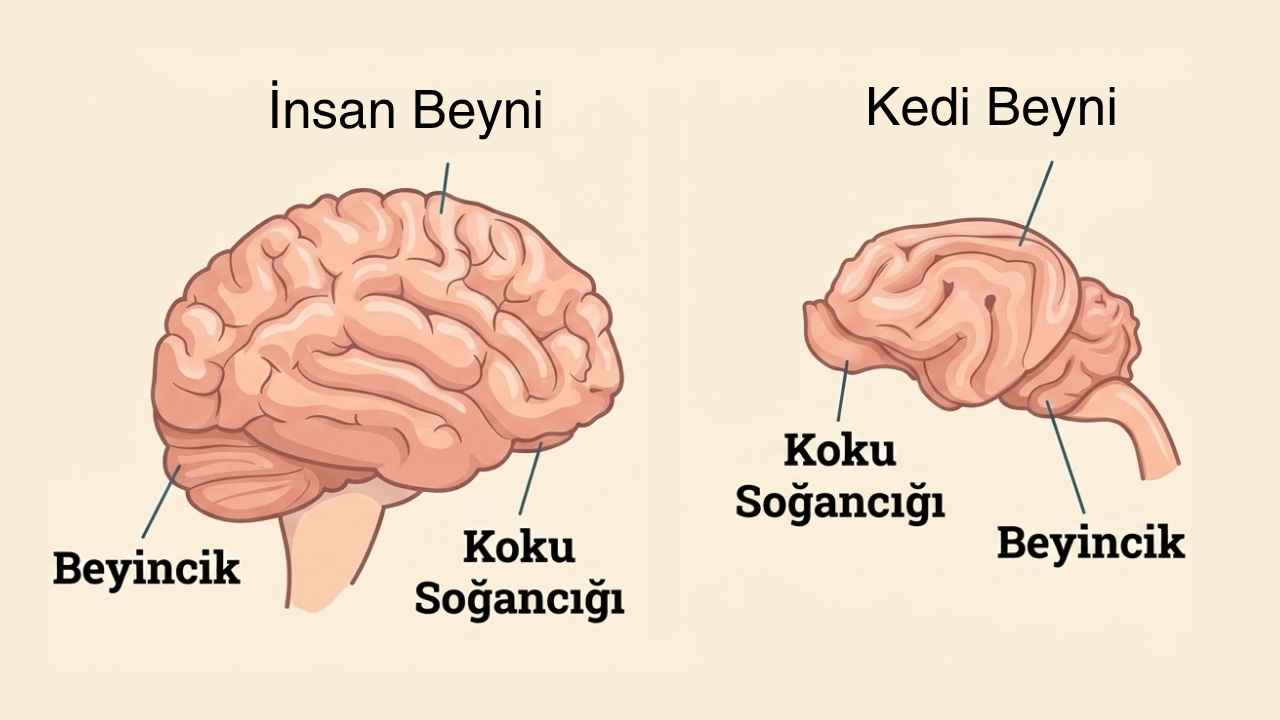 insan beyni ve kedi beyni karşılaştırması