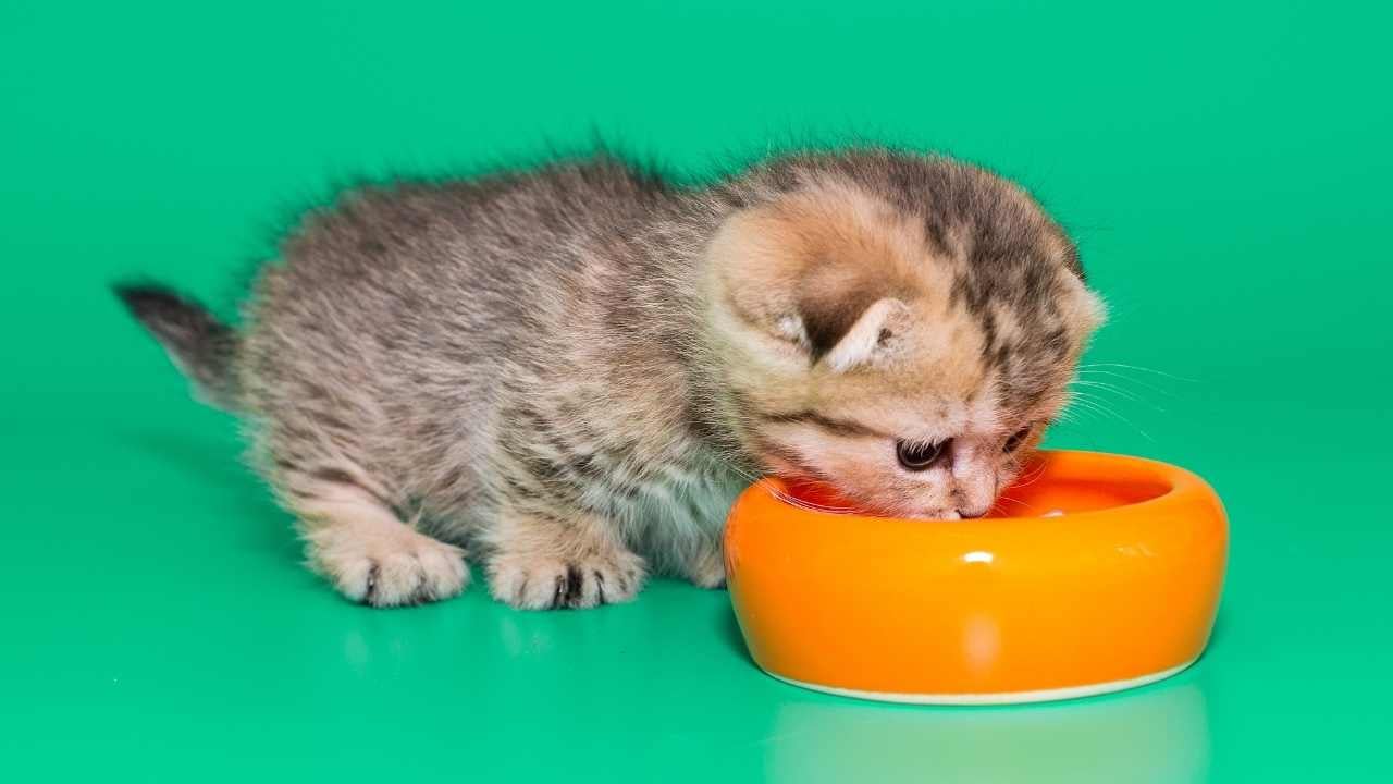 yavru kedi, mama yiyor
