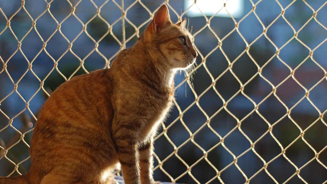 kedi ve kedi balkon filesi