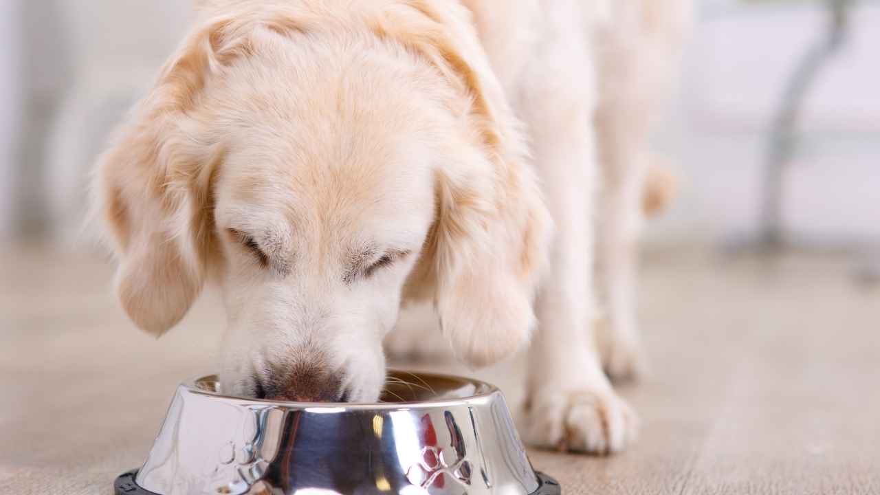 golden köpek mamasını yiyor