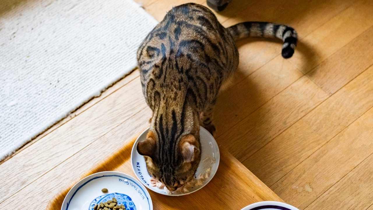 kedi mama tabağından mama yiyor