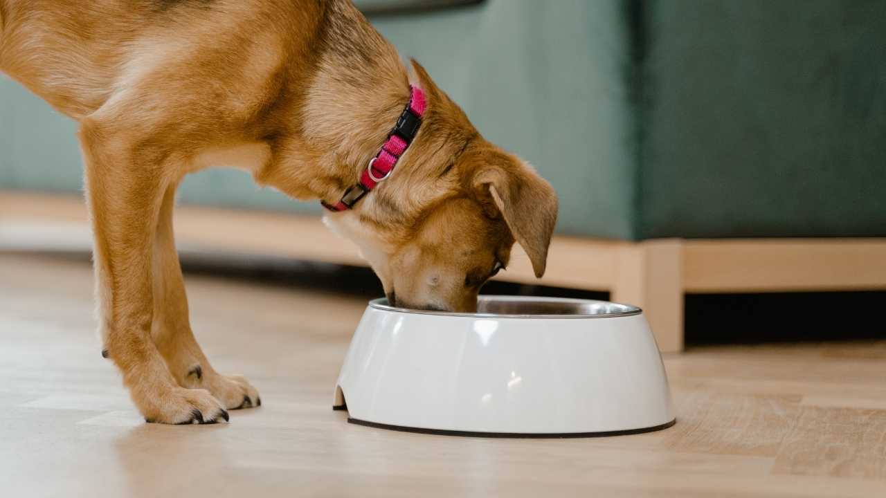 kahverengi köpek mama yiyor