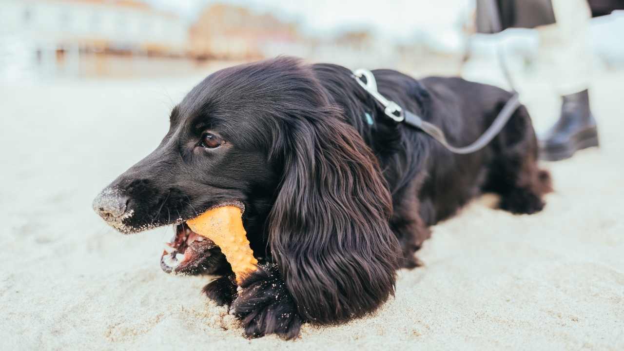 uzun kulaklı köpek plastik kemik çiğniyor