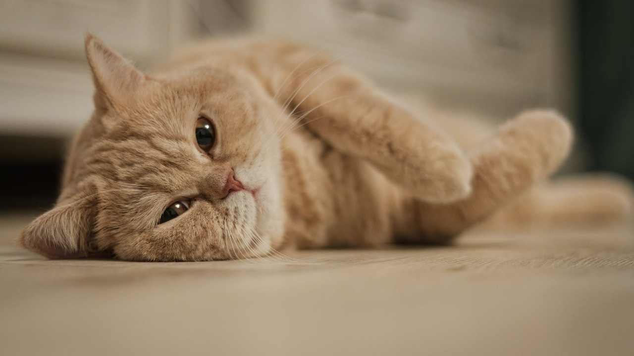 yerde yatan british shorthair kedisi