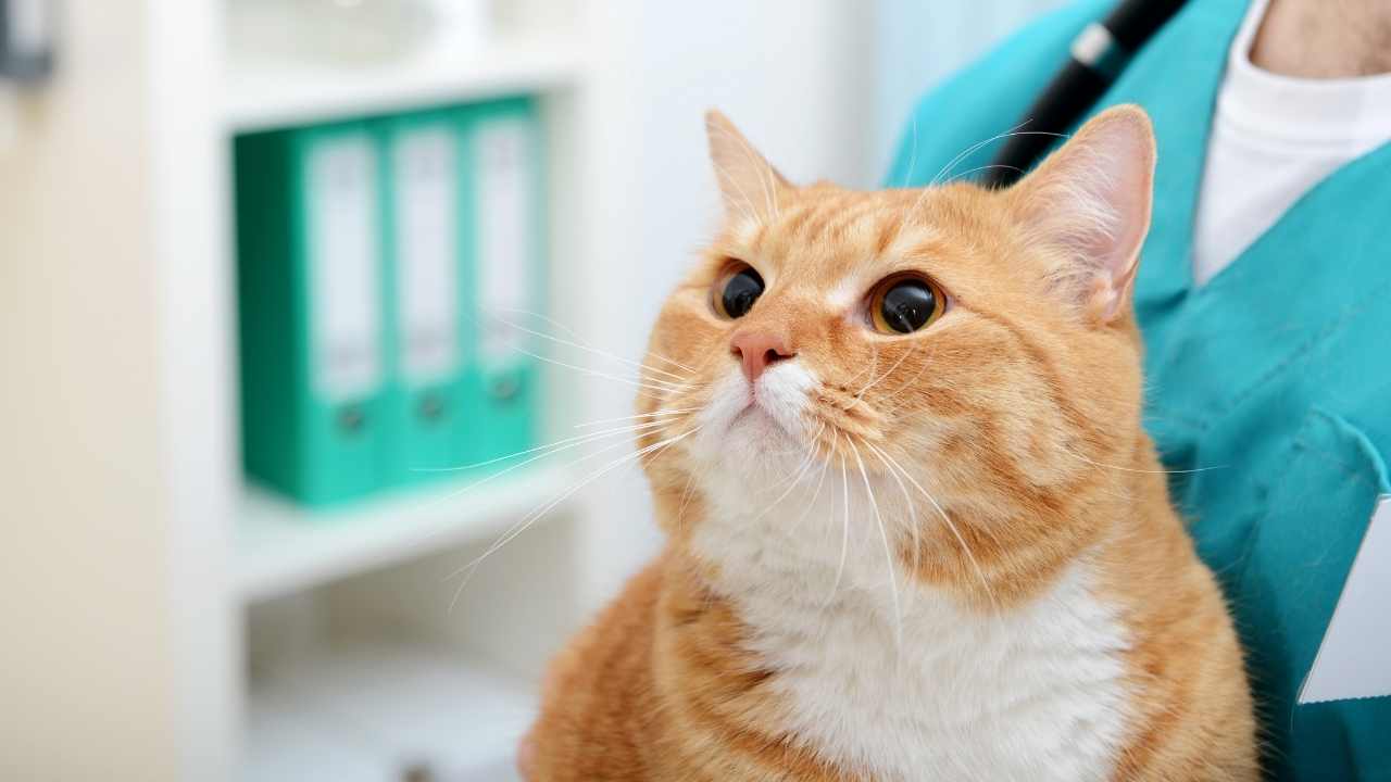 veterinerde turuncu tombik kedi