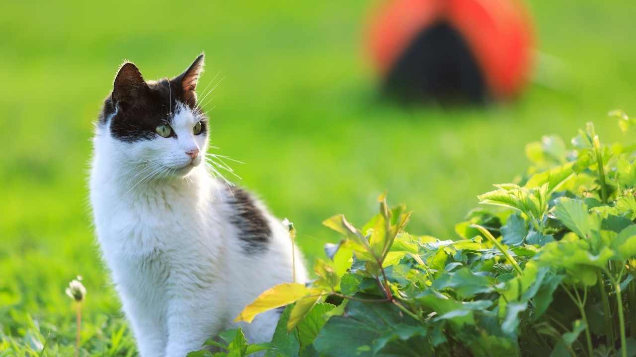 çimenlerde bir kedi