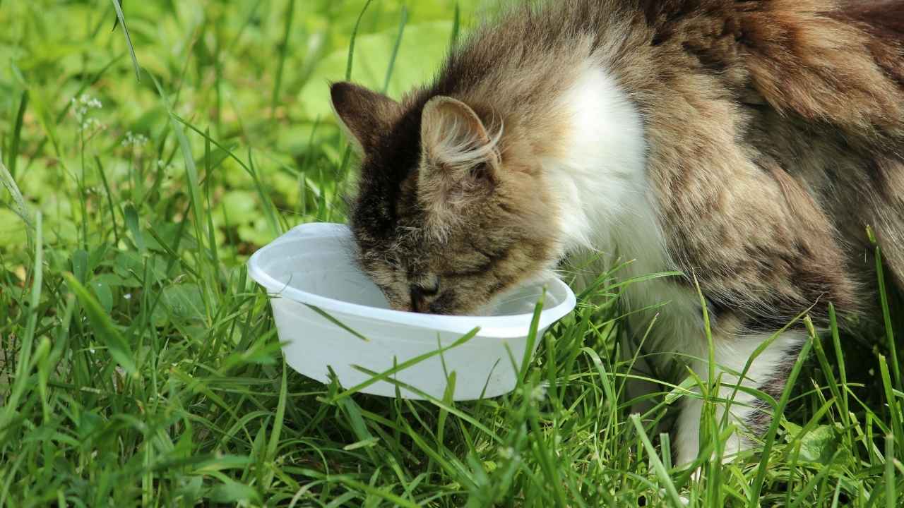 kedi çimler üzerinde mama yiyor