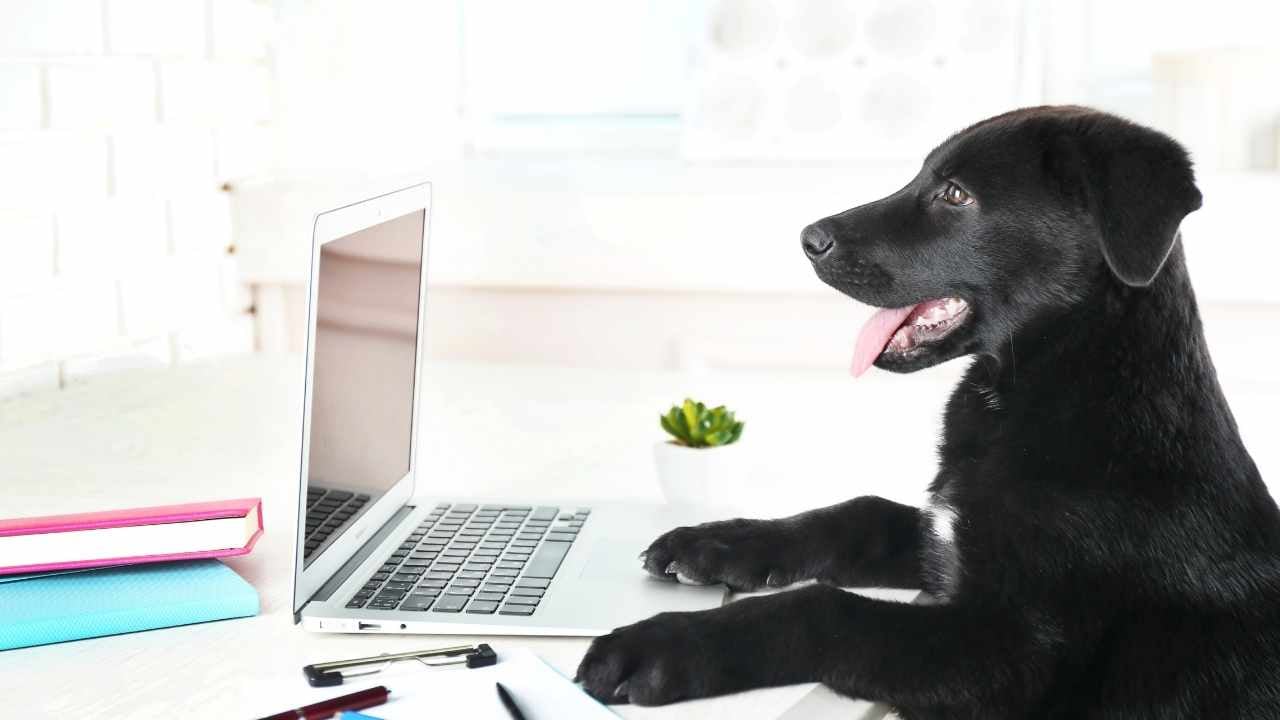 siyah köpek bilgisayara bakıyor