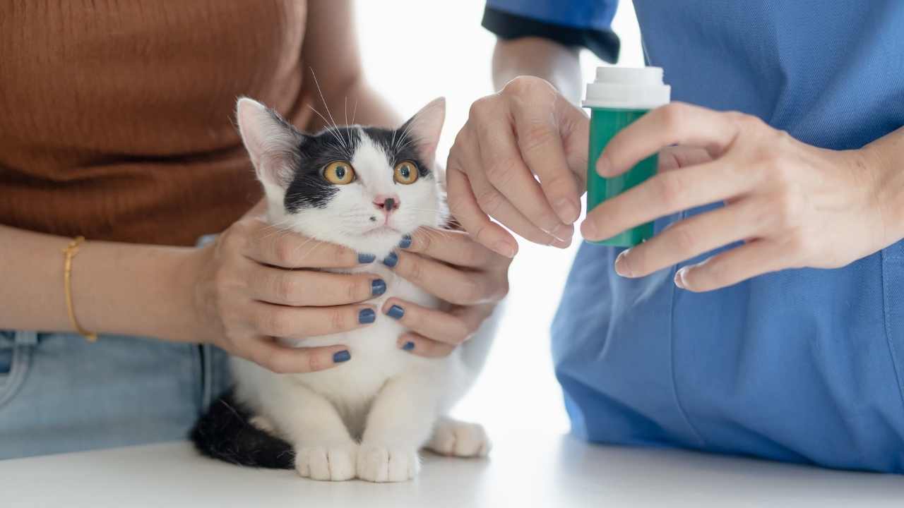 smokin kedi veterinerde