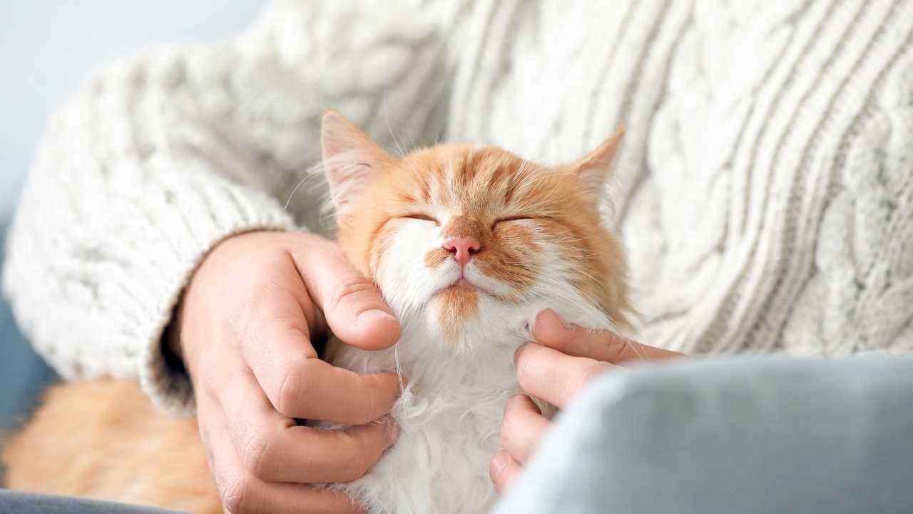 sarman kedi seviliyor