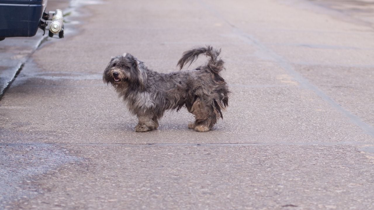 kısa bacaklı tüylü bir melez köpek