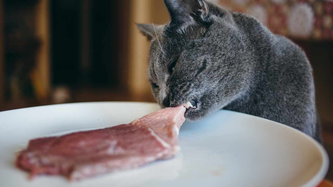 gri kedi çiğ eti ısırıyor
