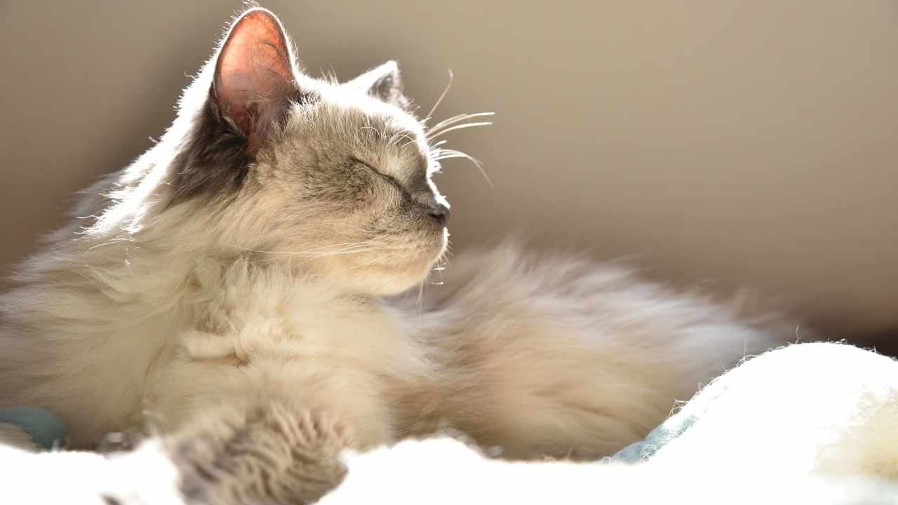 yan profilden bir kedi
