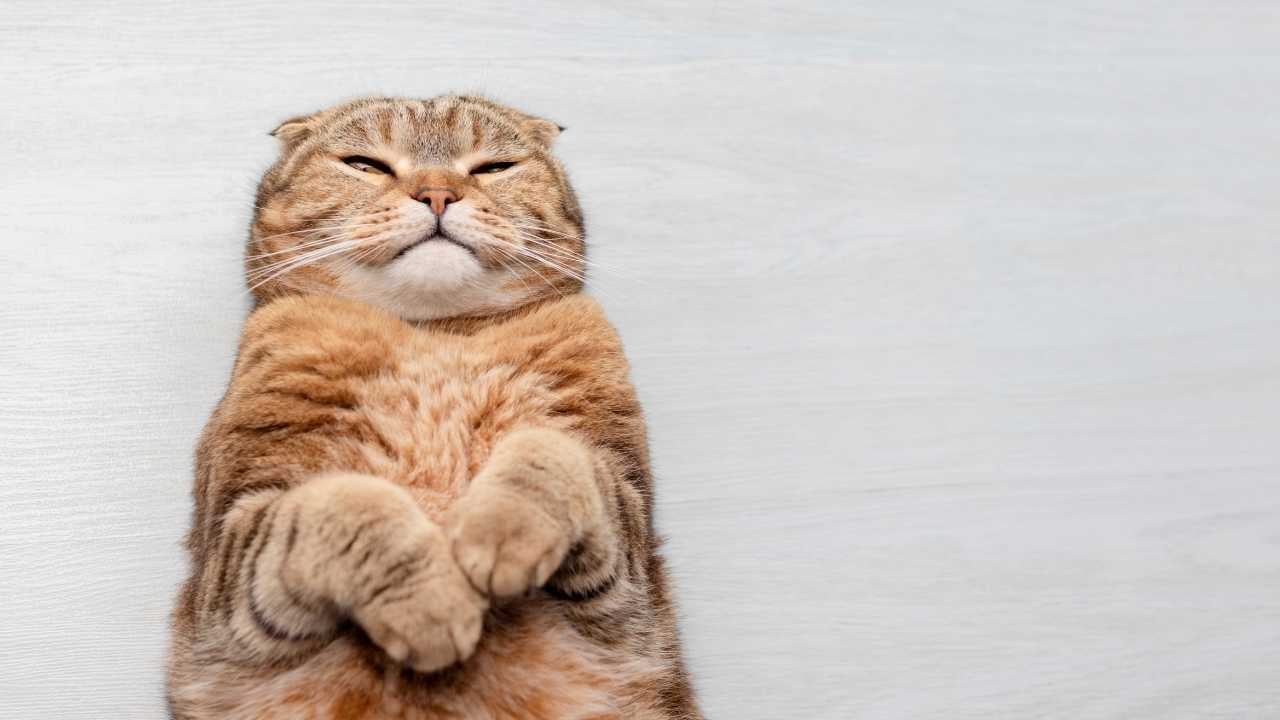 tekir şişman kedi yatıyor