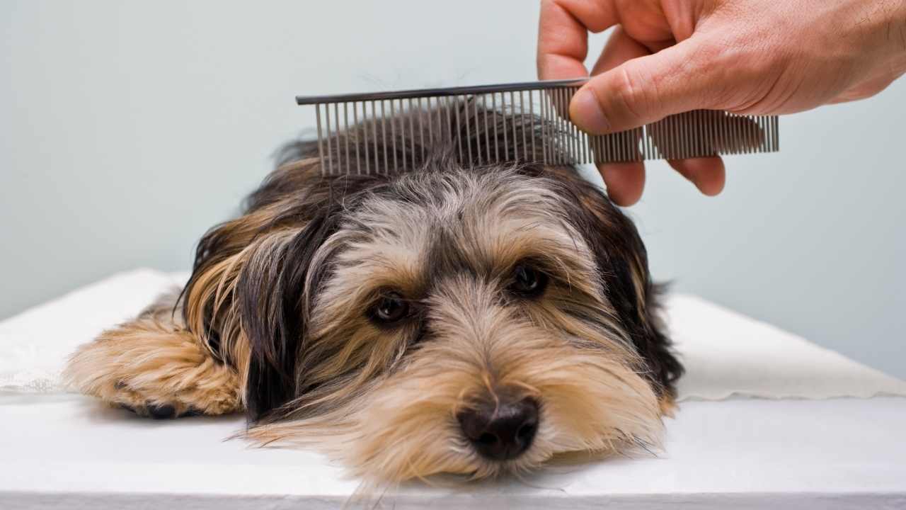 küçük köpeğin tüyleri taranıyor