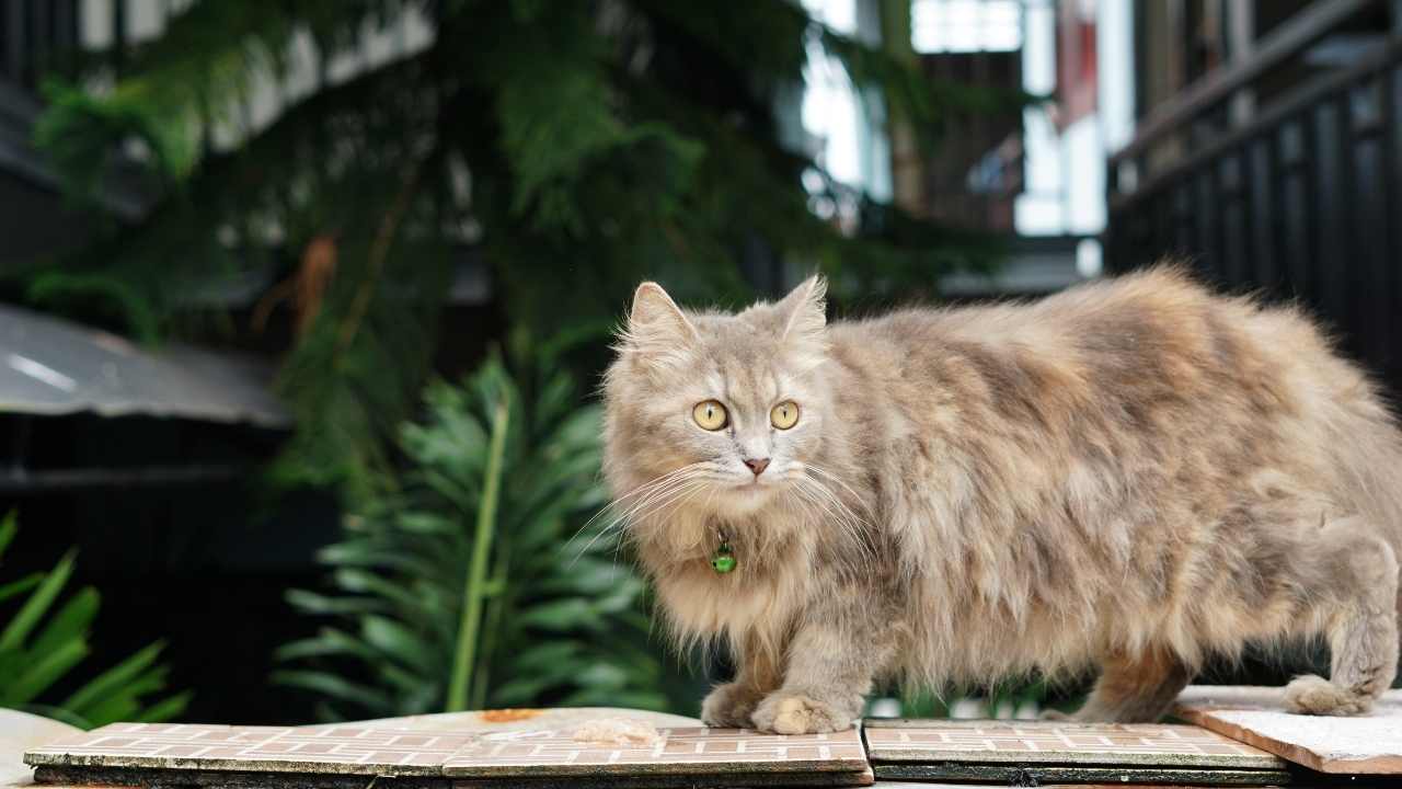 kırçıllı Ragamuffin Kedisi