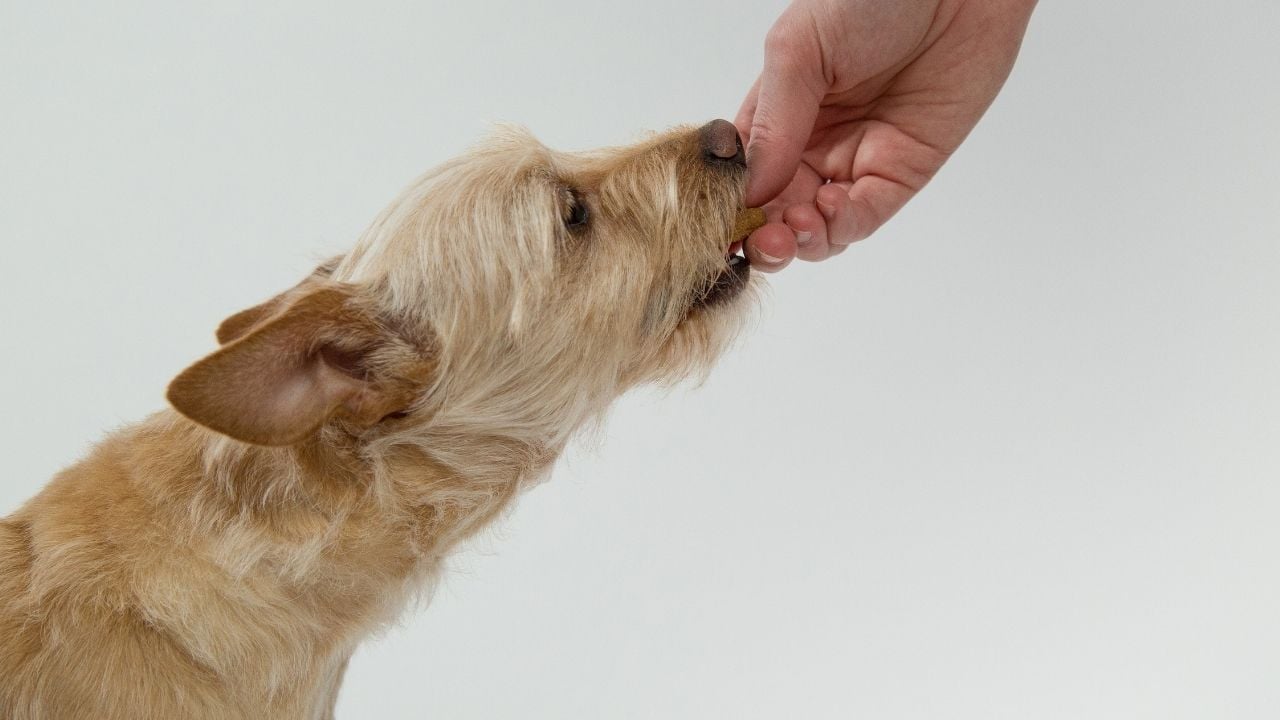sahibi minik köpeğe mama uzatıyor