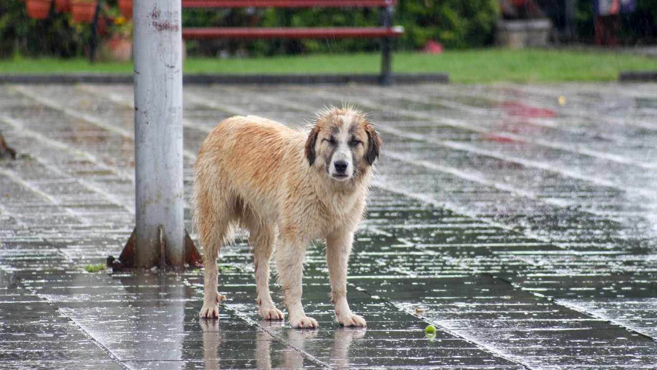 sokak köpeği yağmurda ıslanmış