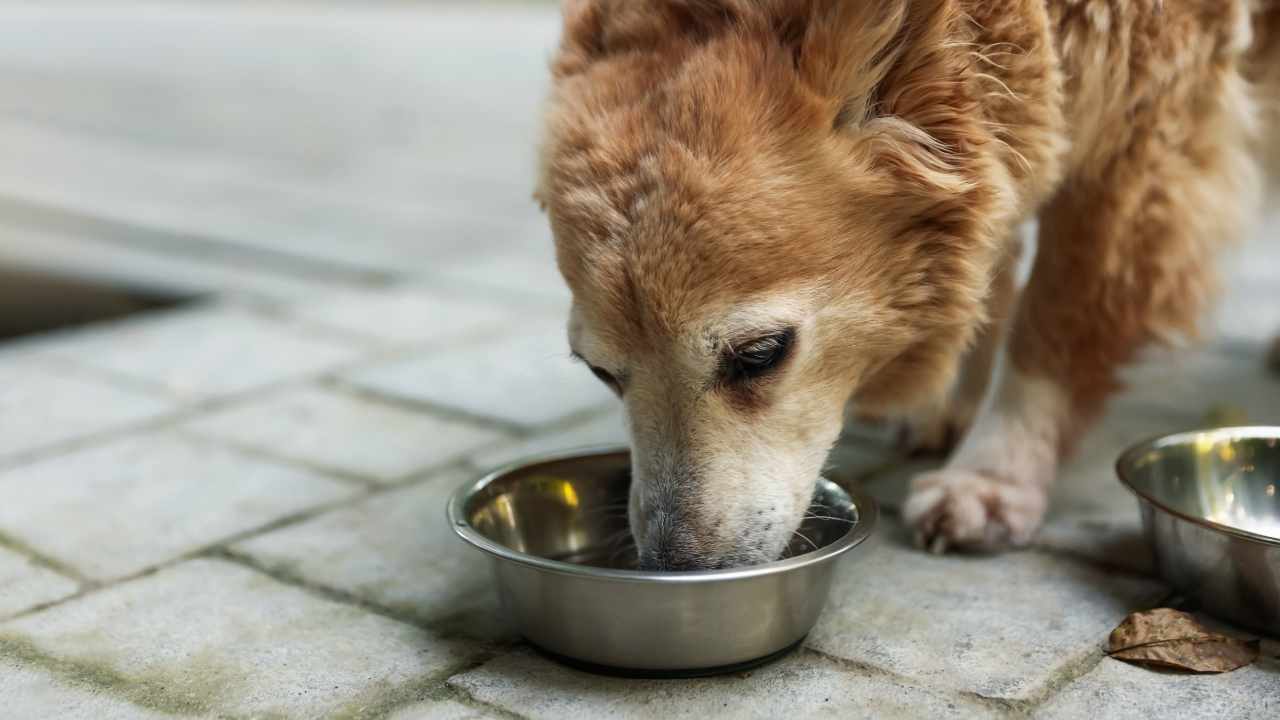 sokaktaki köpek mama yiyor