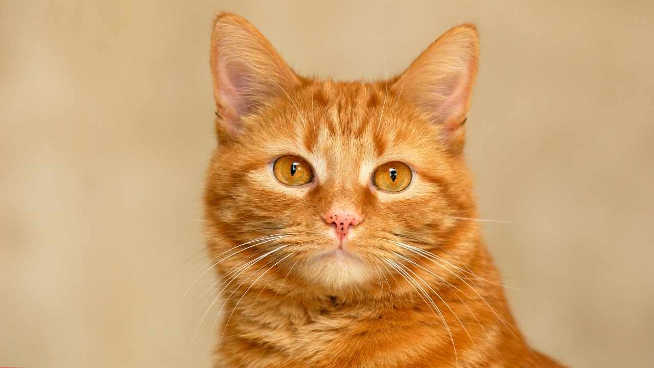 Turuncu Kedi Rengi