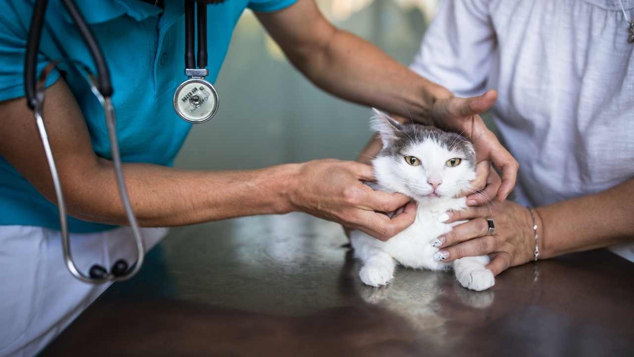 kedi veteriner konrtolünde