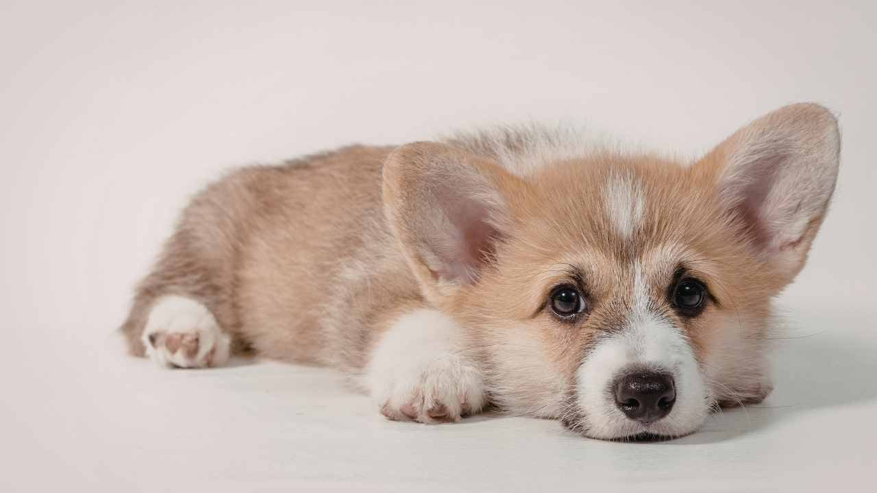 Pembroke Welsh Corgi Yavrusu yatıyor