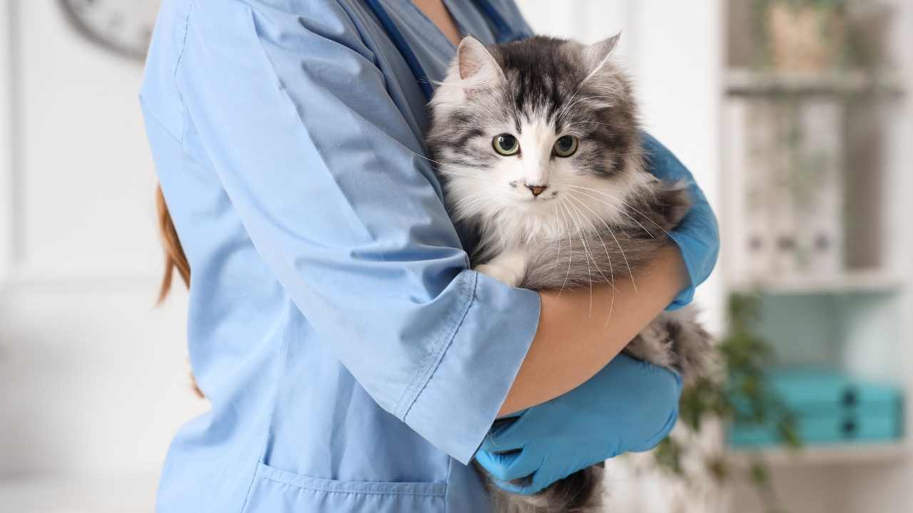 veteriner kucağında sevimli kedi