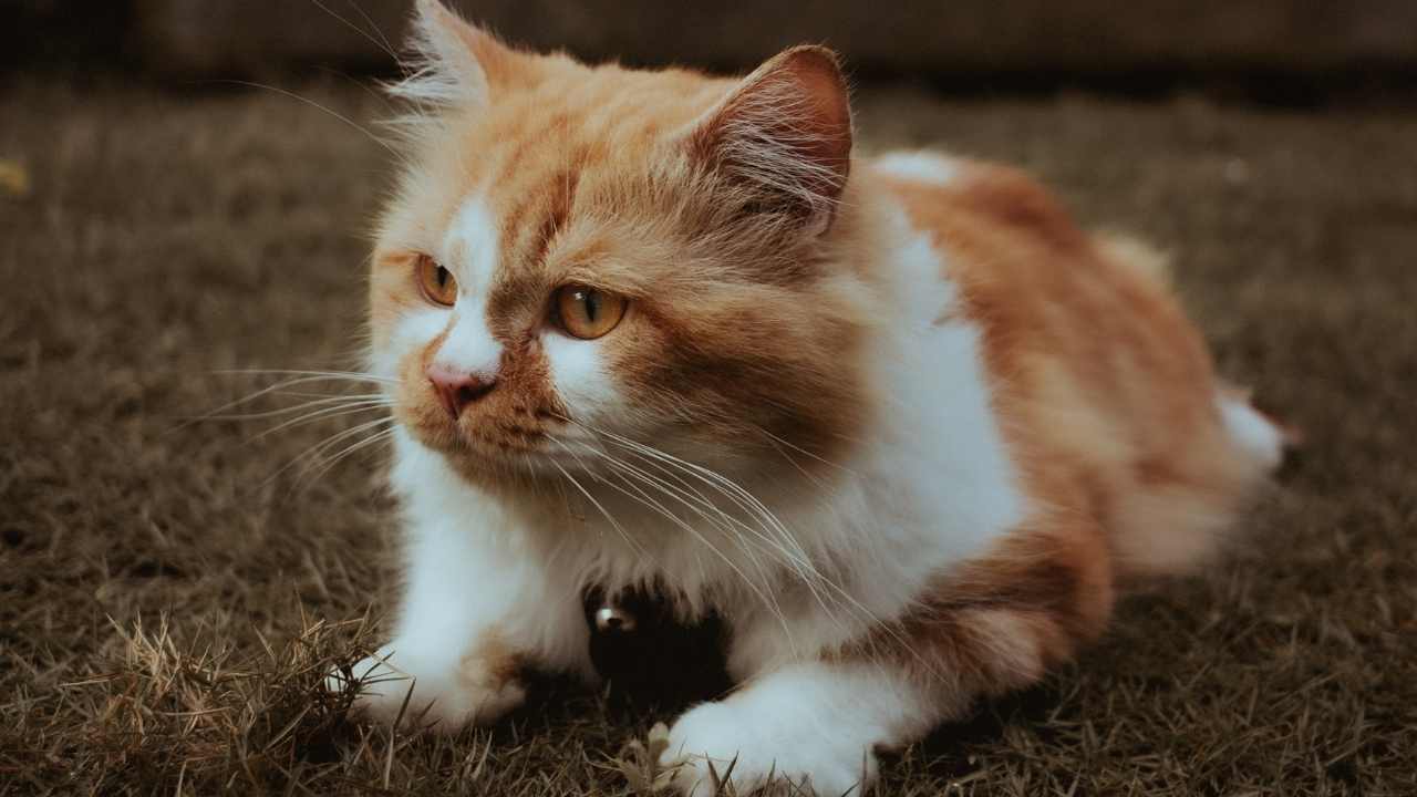 turuncu beyaz Ragamuffin Kedisi