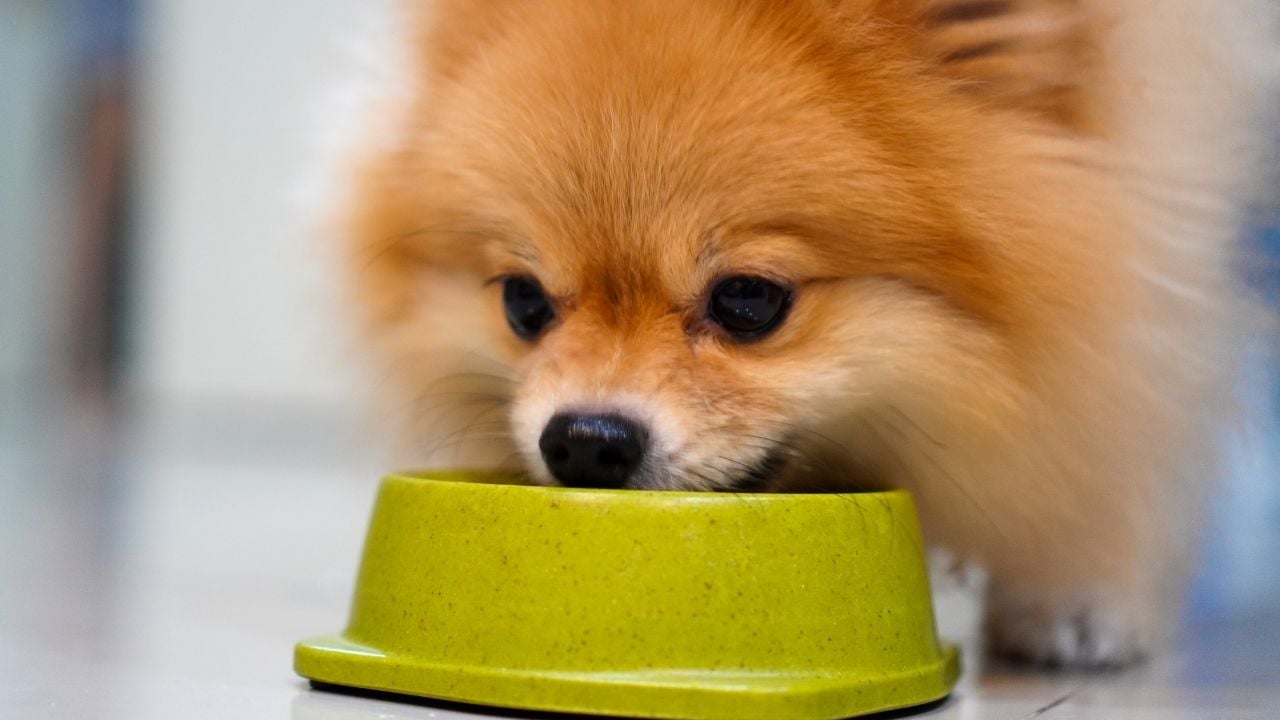 pom köpek mama yiyor