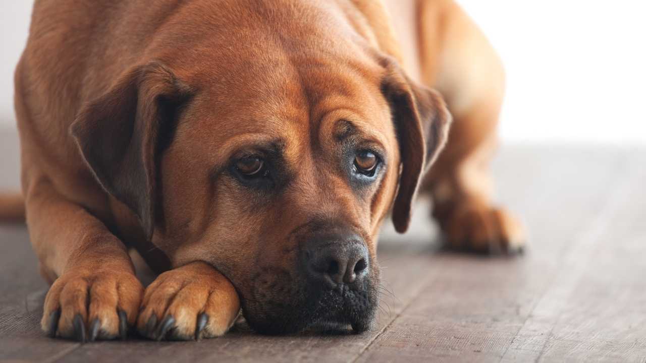 üzgün bir köpek