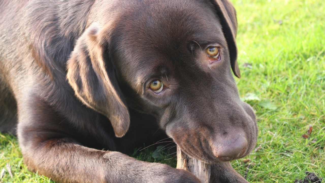 kahverengi köpek kemiği çiğniyor