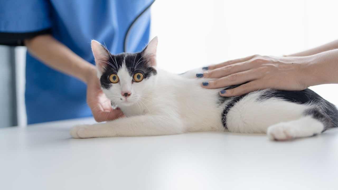 smokin kedi veterinerde